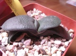 Gasteria Armstrong
